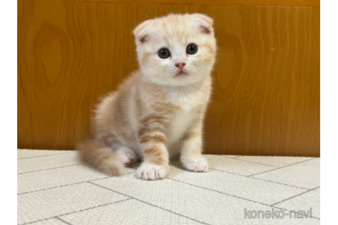 成約済の茨城県のスコティッシュフォールド(折れ耳)-91735の2枚目